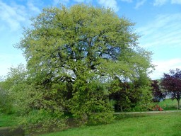 chambre-hote-nature-les3vignobles-GrandChene1