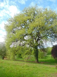 chambre-hote-nature-les3vignobles-GrandChene2