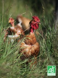 chambre-hote-nature-les3vignobles-PoulesBio